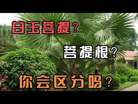 綠菩提根功效|揭開綠菩提根神秘面紗